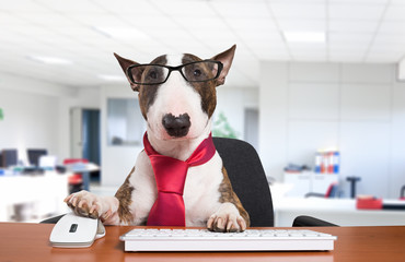 Business dog at work - obrazy, fototapety, plakaty