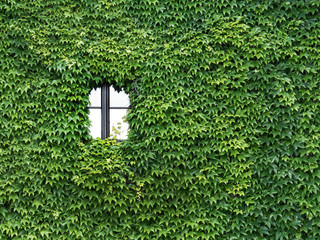 Haus ist mit Efeu bewachsen