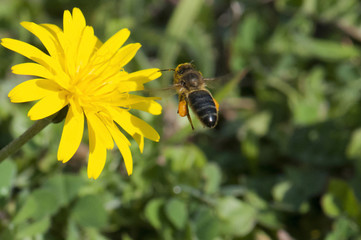 abeille en vol qui butine du pollen, espèce en danger