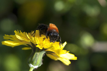 bourdon