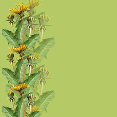 Summer background. Yellow dandelions. Isolated 