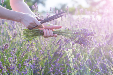 des mains féminines coupent des ciseaux de fleurs de lavande, main touchant la lavande, sentant la nature