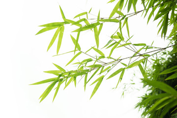 Bamboo leaves,Isolated on white background,