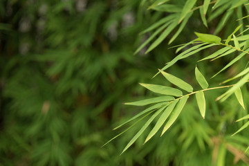 Bamboo leaves,Isolated on white background,