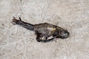  Dead siamese fighting fish, stinking betta fish isolated on steel texture background