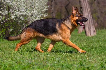 Shepherd dog trotting in spring park