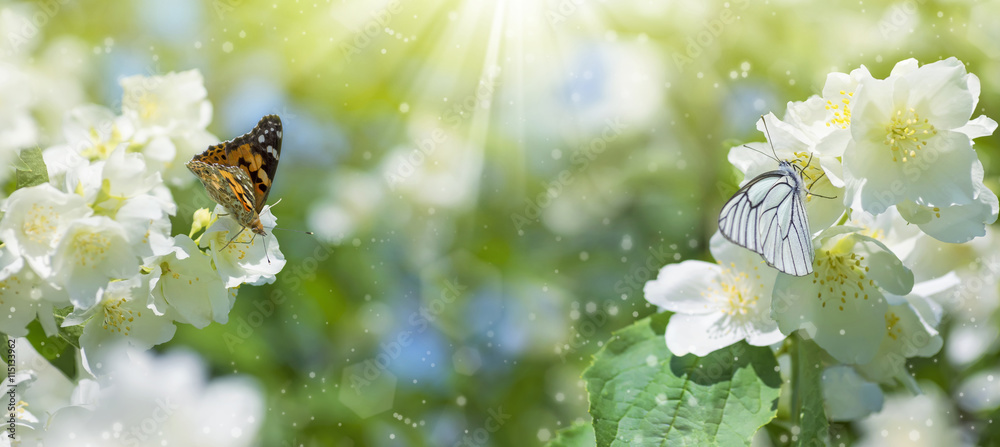 Aufkleber spring background with flowering jasmine and two butterflies on flowers