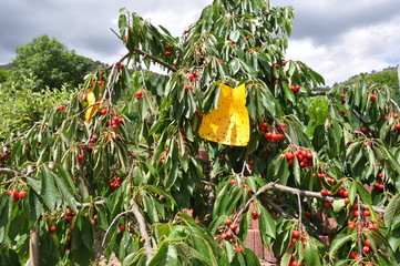 Schutz vor Kirschfruchtfliege am Kirschbaum