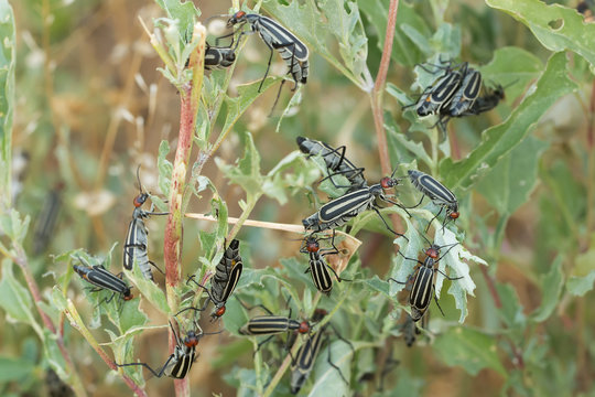 closeup invasive destructive beetles (epicauta erythrocephala) eating and destroying leaves. A garden pest.