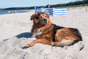 Hund im Sommer sonnt sich am Strand auf der Insel Rügen