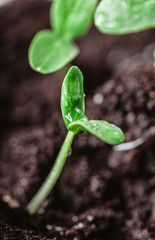 Young sprout in springtime,Closeup.
