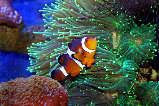 The real Nemo in Tropical Aquarium 