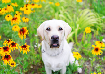 portrait of the cute labrador on the meadow with flowers