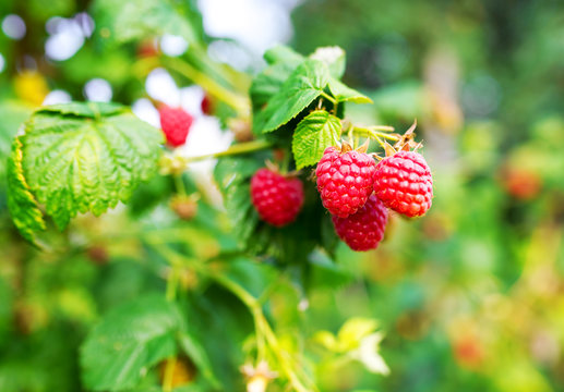 Raspberries. Growing organic berries closeup.