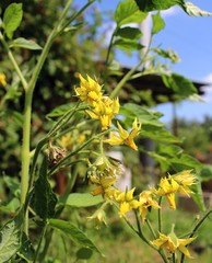 Yellow flowers of tomatoes.