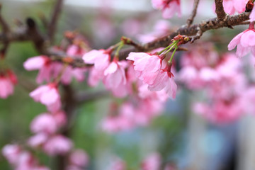桜の花