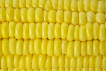 Close up view of fresh corn cobs