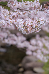 桜の花