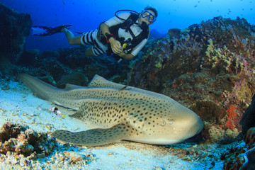 Scuba diver and Leopard Shark © Richard Carey