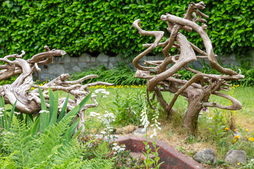 Driftwod in Garden