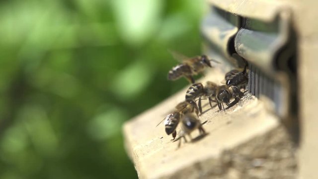 Bees go in and out in the hive.