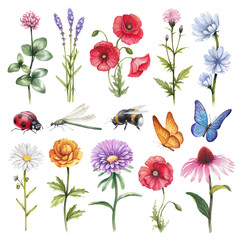 Watercolor illustrations of wild flowers and insect illustration - 115138744