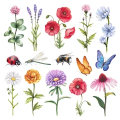Aquarellillustrationen von wilden Blumen und Insektenillustrationen © Aleksandra Smirnova
