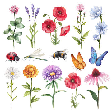 Watercolor illustrations of wild flowers and insect illustration