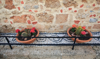 Two pots with cactuses standing on the mosaic of white and gray stones with old colorful stone wall as a background 
