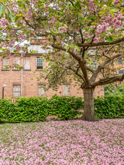 Pink flowers on tree