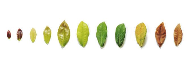 Leaves on white background, leaf aging process on white background