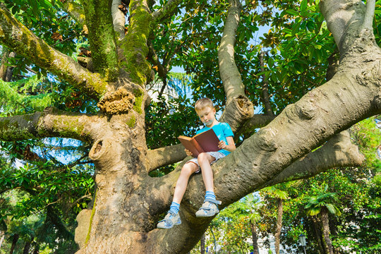 Little boy sitting on  branch of big tree and reading book. Selective focus