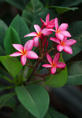 Pink flower of plumeria