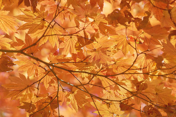 ハウチワカエデの紅葉