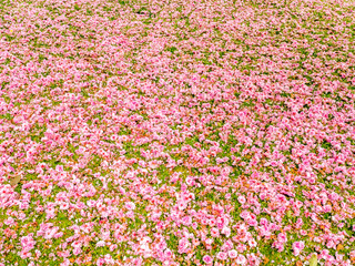 Naklejka premium Pink flowers on grass