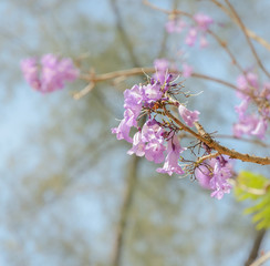 Jacaranda tree with lilac blossom