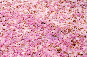 Fototapeta premium Texture of Tabebuia rosea on the ground, pink flower.