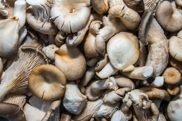 Fototapeta na wymiar Oyster mushroom background.