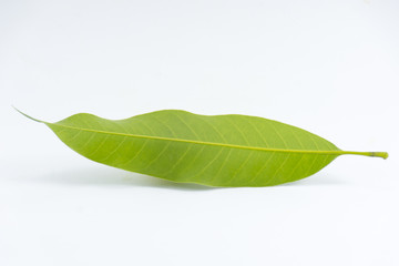 Obraz premium Behind Leaf mango isolated on white background object is green and fresh
