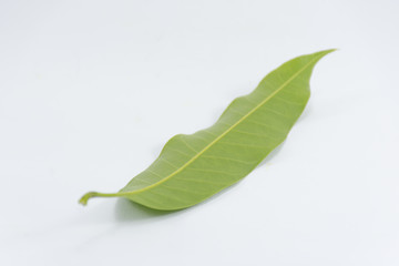 Obraz premium Behindleaf mango isolated on white background object is green and fresh