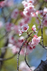 桜の花