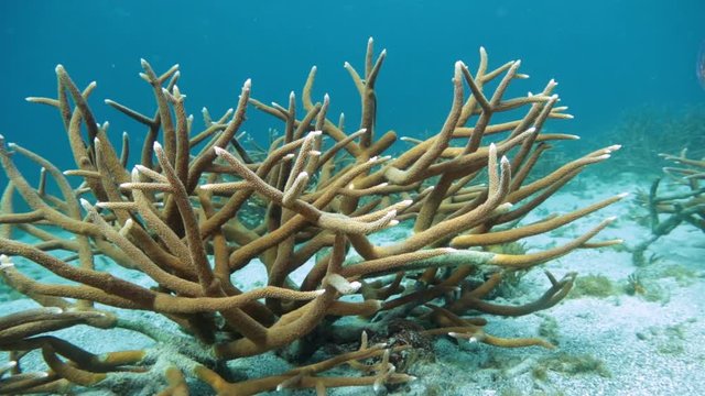 Unterwasser - Riff - Koralle - Hirschgeweihkoralle - Tauchen - Curacao - Karibik 