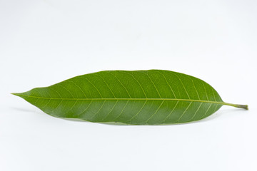 Obraz premium Leaf mango isolated on white background object is green and fresh horizontal