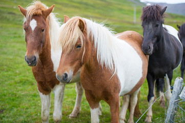 Obraz na płótnie Canvas Icelandic horses. The Icelandic horse is a breed of horse developed in Iceland. Although the horses are small, at times pony-sized, most registries for the Icelandic refer to it as a horse.