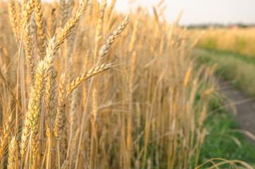Village road in wheat field under cloudy sky.