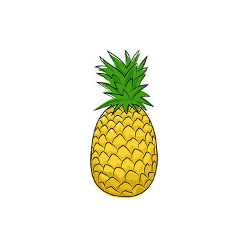 Pineapple Isolated on White Background, Tropical Fruit Ananas, Vector Illustration