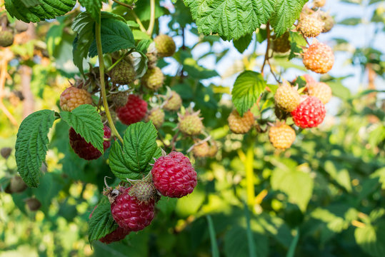 Natural raspberry. Organic food.