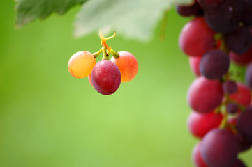 bunch of ripe grapes on vine
