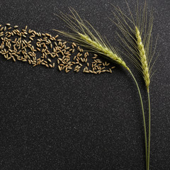 Rye grains ejected from the ears