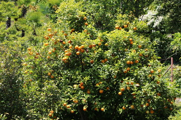 Fototapeta na wymiar Orange tree in the garden in Italy